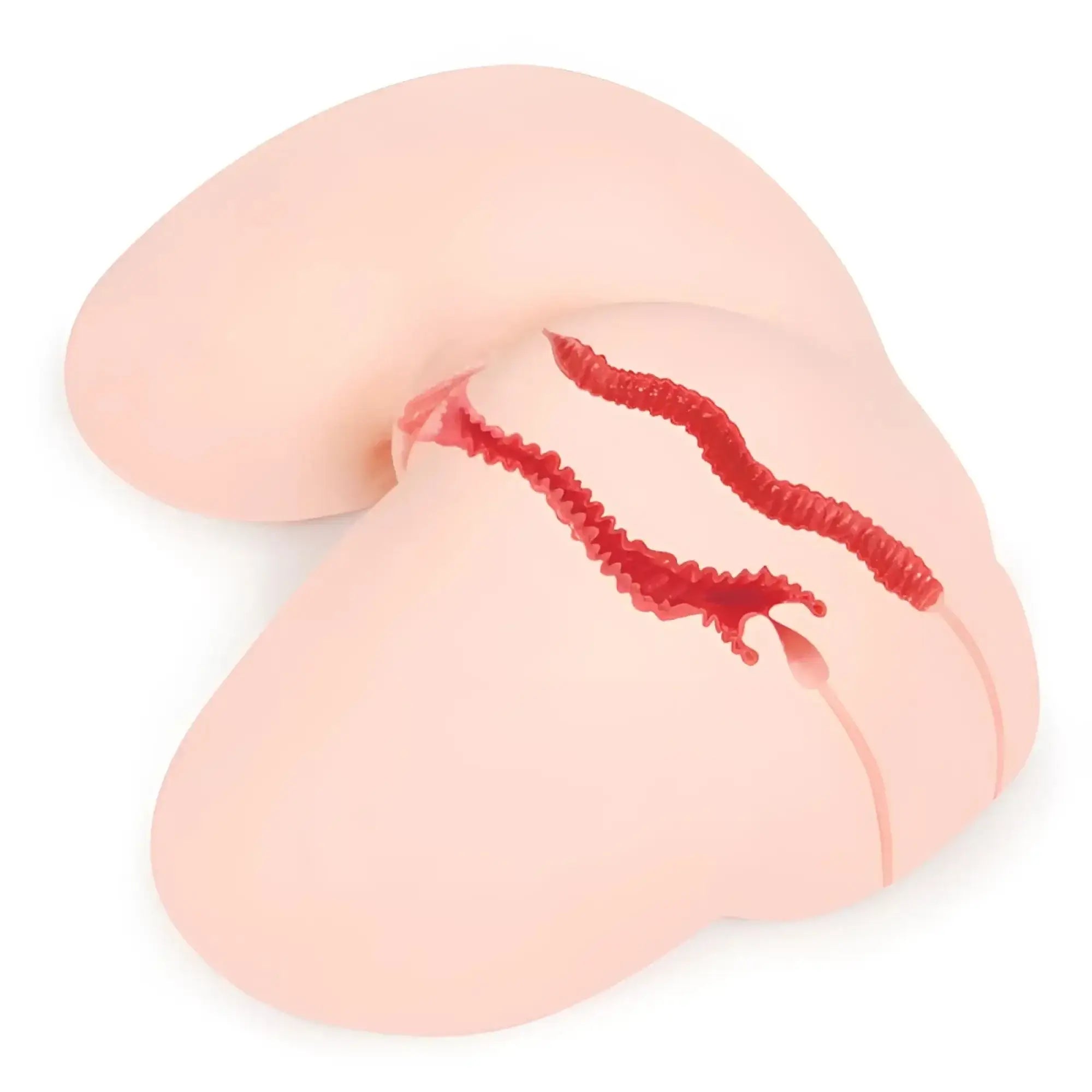 Pink silicone anatomical model of female reproductive system with red highlighted structures.
