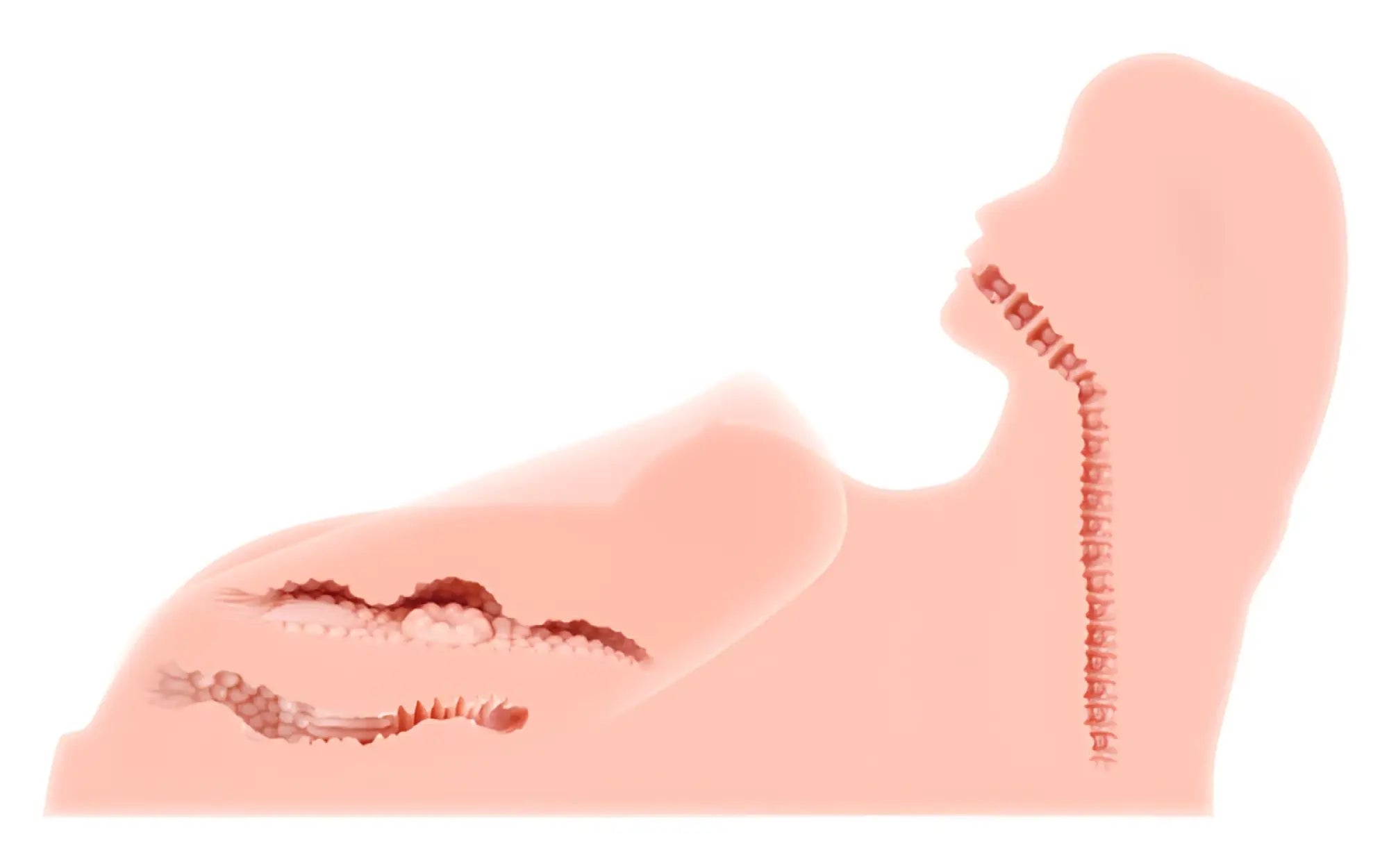 A stylized soft pink anatomical illustration of a human torso and neck showing skeletal structures for kokos love doll real hera 3