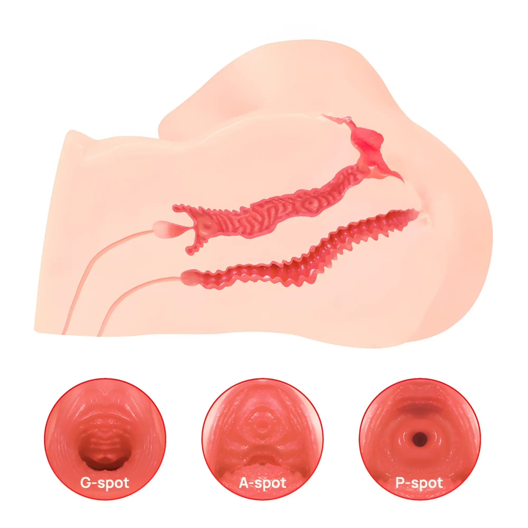Pink silicone anatomical model of kokos maria onahole 3 pussy and ass torso showing g-spot a-spot and p-spot textures
