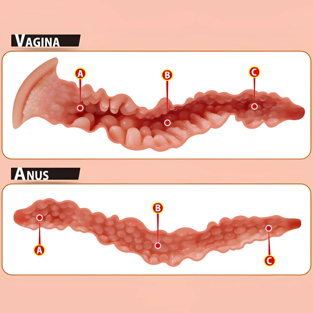 Educational anatomical diagram of the back side of kokos onahole pussy and ass 1 1 torso showing vaginal and anal regions labeled a b c