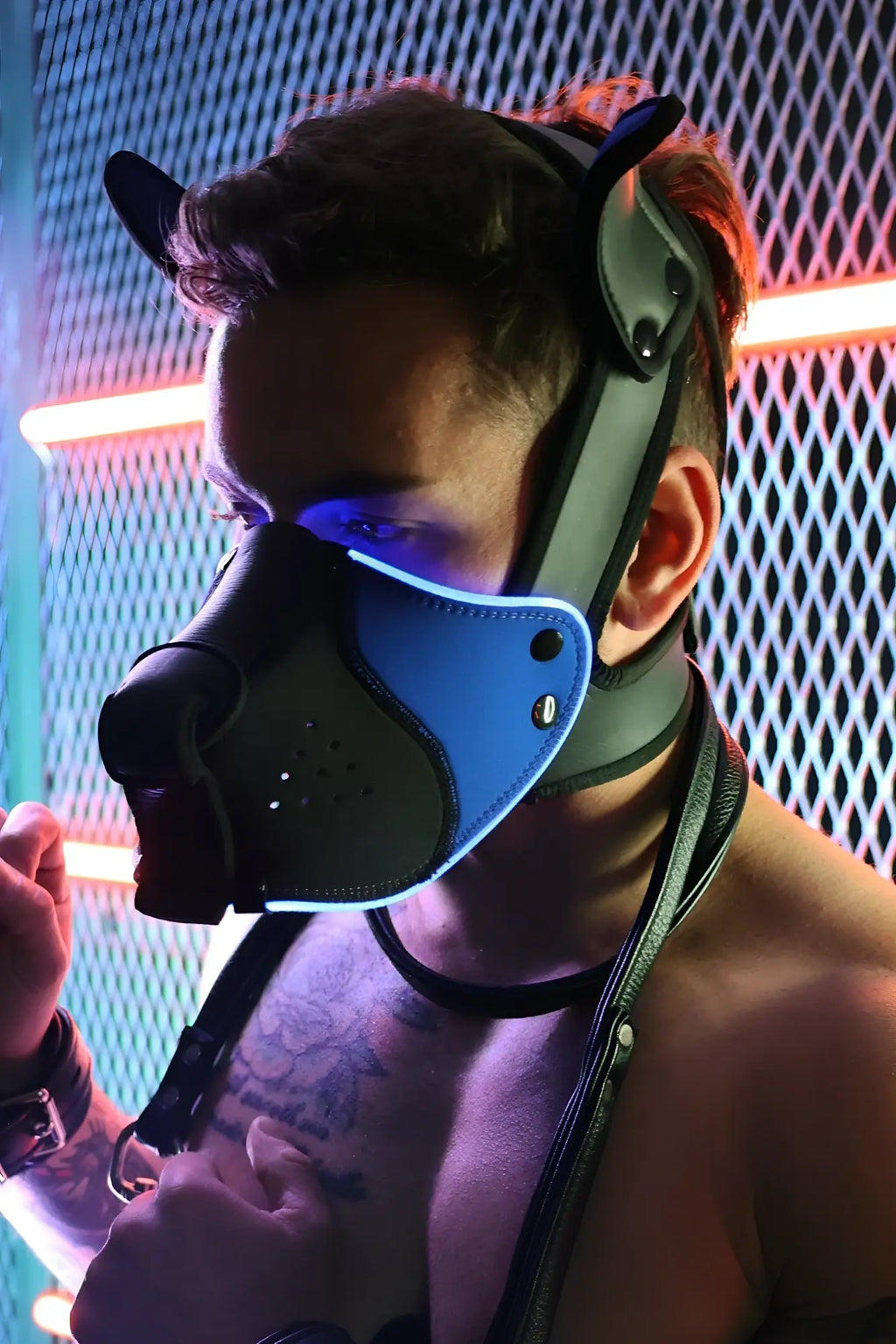 Black and blue leather dog mask with ear-like headgear from Poundtown Pup Mask 2.0 Blue edition