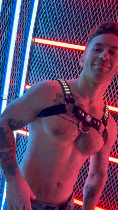 Black leather soundwave bulldog harness with silver studs and circular metal rings for secure dog control